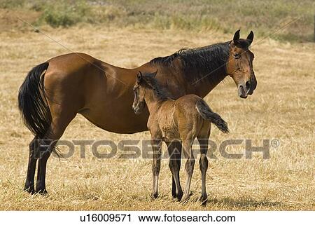 Mare with Foal View Large Photo Image Stock Image - Mare with Foal. Fotosearch
