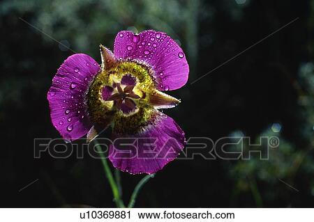 Mariposa lily with dew View Large Photo Image Stock Image - Mariposa lily with dew. Fotosearch