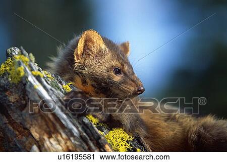 Marten (Martes americana) on mossy tree stump View Large Photo Image Stock Image - Marten (Martes americana) on mossy tree stump. Fotosearch