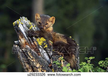 Marten (Martes americana) on mossy tree stump View Large Photo Image Stock Photograph - Marten (Martes americana) on mossy tree stump. Fotosearch