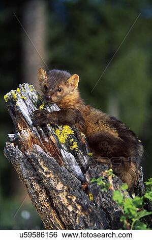 Marten (Martes americana) on mossy tree stump View Large Photo Image Stock Photograph - Marten (Martes americana) on mossy tree stump. Fotosearch