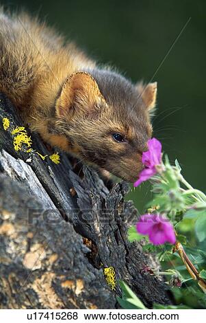 Stock Photo - Marten (Martes americana) smelling flower. Fotosearch