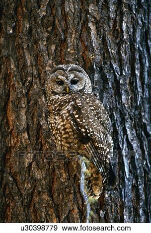 Mexican spotted owl camouflaged against tree bark View Large Photo Image Stock Photo - Mexican spotted owl camouflaged against tree bark. Fotosearch