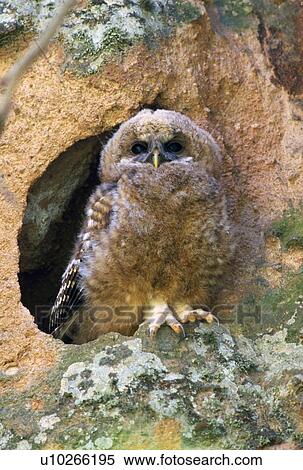 Stock Photography - Mexican spotted owl. Fotosearch