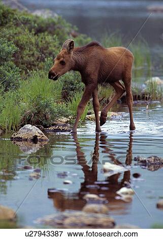 Moose calf walking in stream View Large Photo Image Stock Photo - Moose calf walking in stream. Fotosearch