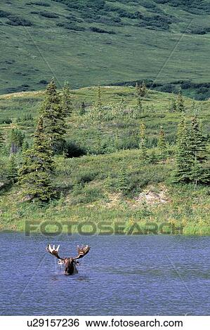Moose in lake View Large Photo Image Stock Photograph - Moose in lake. Fotosearch
