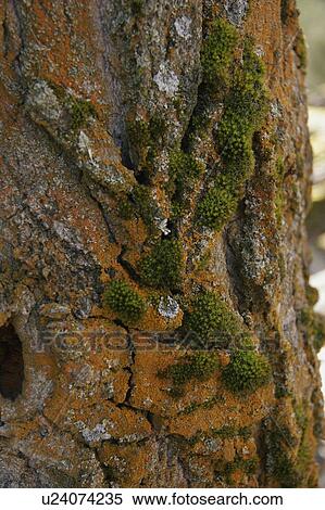 Moss growth on bark of a tree View Large Photo Image Stock Photography - Moss growth on bark of a tree. Fotosearch