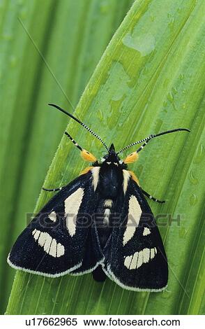 Stock Photography - Moth on a leaf. Fotosearch