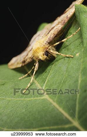 Moth on leaf View Large Photo Image Stock Image - Moth on leaf. Fotosearch