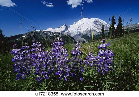 Mount Ranier National Park View Large Photo Image Stock Photography - Mount Ranier National Park. Fotosearch