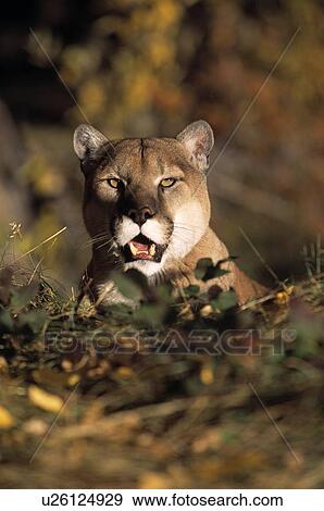 Mountain lion View Large Photo Image Stock Photo - Mountain lion. Fotosearch