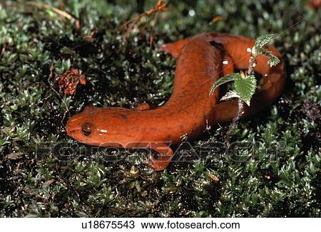 Northern spring salamander on moss View Large Photo Image Stock Image - Northern spring salamander on moss. Fotosearch