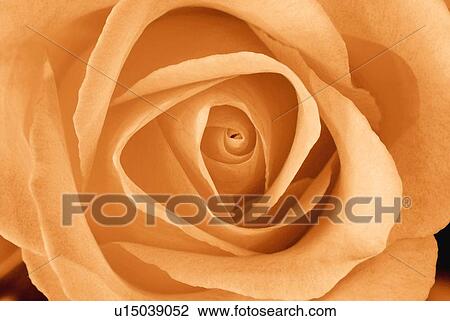 Stock Image - Orange tea rose. Fotosearch