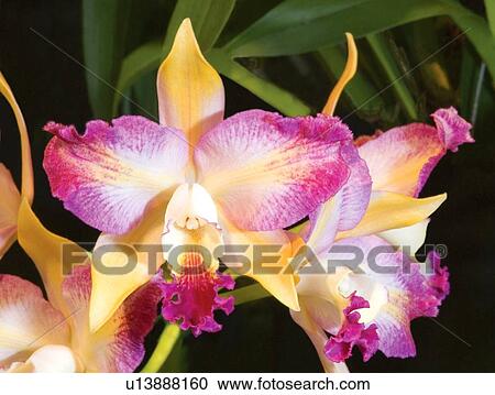 Orchid flowers View Large Photo Image Stock Image - Orchid flowers. Fotosearch
