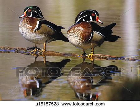 Pair of wild birds View Large Photo Image Stock Photo - Pair of wild birds. Fotosearch