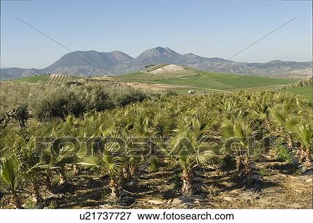 Palm tree farm, Spain View Large Photo Image Stock Photo - Palm tree farm, Spain. Fotosearch