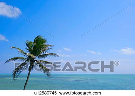 Stock Photography - Palm tree with ocean. Fotosearch