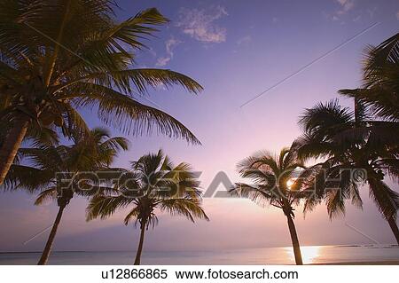 Stock Photography - Palm trees on beach. Fotosearch