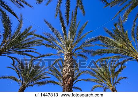 Palm trees View Large Photo Image Stock Image - Palm trees. Fotosearch