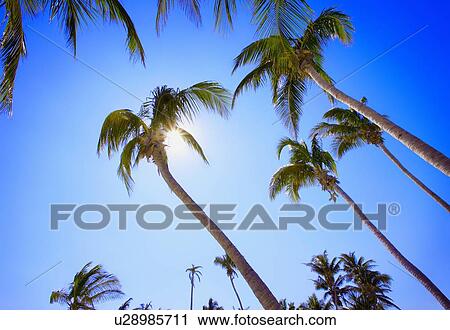 Stock Image - Palm trees. Fotosearch