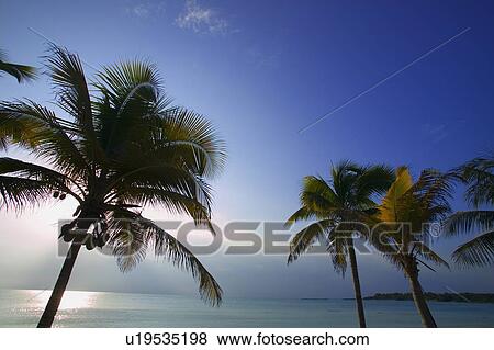 Palm trees with ocean view View Large Photo Image Stock Photo - Palm trees with ocean view. Fotosearch