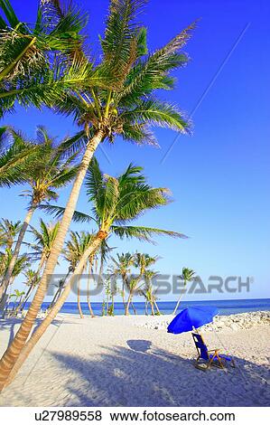 Palms on the beach View Large Photo Image Stock Photo - Palms on the beach. Fotosearch