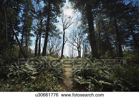 Stock Photograph - Path in a forest. Fotosearch
