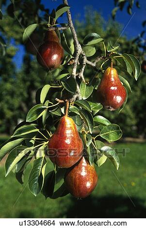 Picture - Pears on tree. Fotosearch