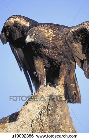 Stock Photograph - Perched Golden Eagle. Fotosearch