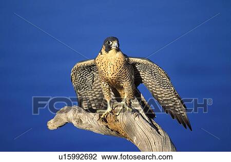 Peregrine falcon on perch View Large Photo Image Stock Image - Peregrine falcon on perch. Fotosearch
