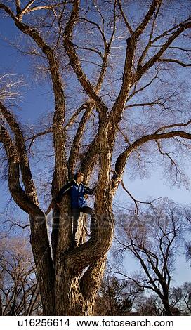 Picture - Person in a tree. Fotosearch