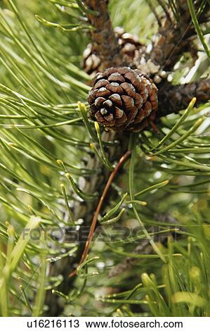 Stock Image - Pine cone close-up. Fotosearch