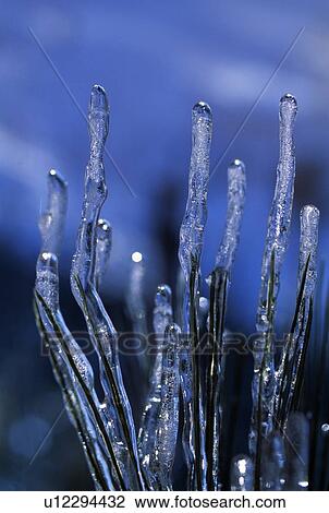 Pine needle icicles View Large Photo Image Stock Image - Pine needle icicles. Fotosearch