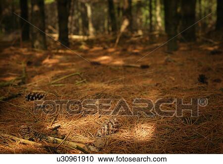 Pine needles on forest floor View Large Photo Image Stock Image - Pine needles on forest floor. Fotosearch