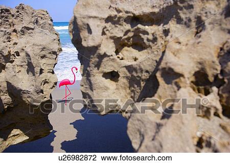 Pink flamingo and shoreline View Large Photo Image Stock Image - Pink flamingo and shoreline. Fotosearch