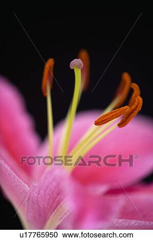 Pink lily against black background View Large Photo Image Stock Image - Pink lily against black background. Fotosearch