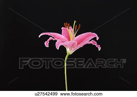 Stock Photo - Pink lily on black background. Fotosearch