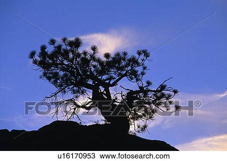 Pinon pine tree silhouette against sunset, Zion National Park View Large Photo Image Stock Image - Pinon pine tree silhouette against sunset, Zion National Park. Fotosearch