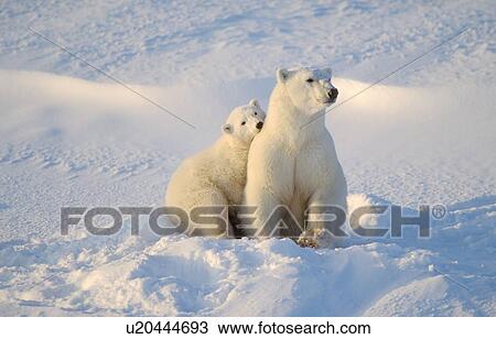 Stock Image - Polar bear and cub. Fotosearch