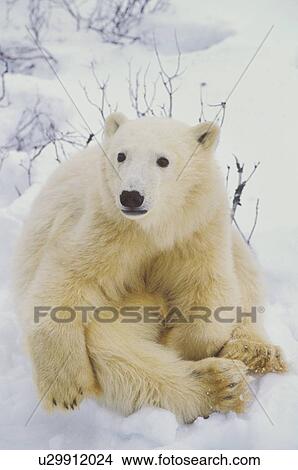 Polar bear cub sitting View Large Photo Image Picture - Polar bear cub sitting. Fotosearch