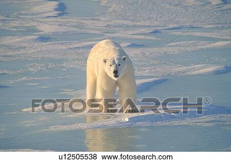 Stock Photo - Polar bear on ice. Fotosearch