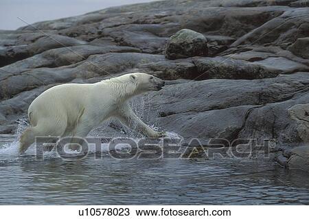 Stock Image - Polar bear running onto shore. Fotosearch