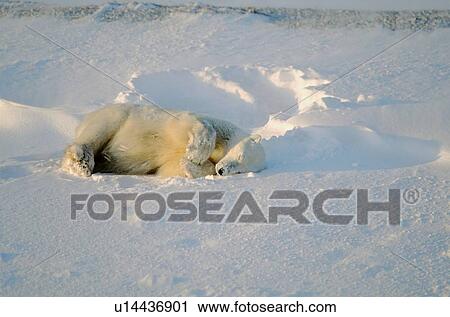 Stock Image - Polar bear sleeping in snow. Fotosearch