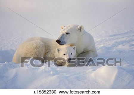 Stock Image - Polar bear sow with cub. Fotosearch