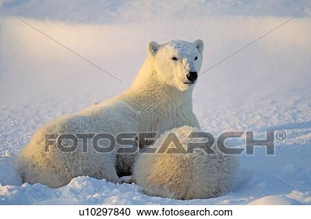 Stock Image - Polar bear with nursing cub. Fotosearch