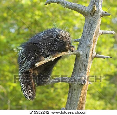 Porcupine on tree stump View Large Photo Image Stock Image - Porcupine on tree stump. Fotosearch