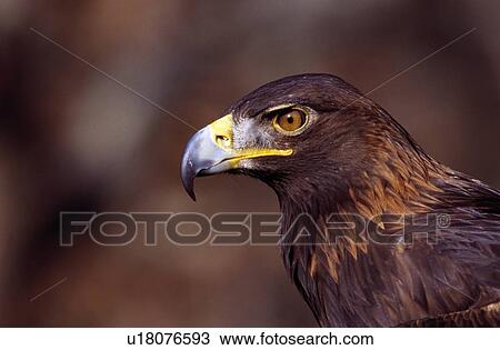 Portrait golden eagle View Large Photo Image Stock Image - Portrait golden eagle. Fotosearch
