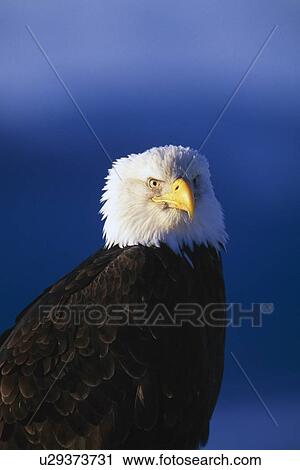 Stock Image - Portrait of a bald eagle. Fotosearch
