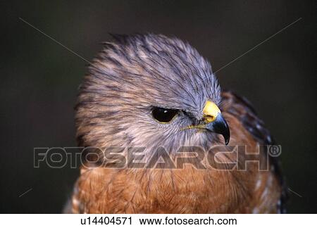 Stock Image - Portrait of red-shouldered hawk. Fotosearch