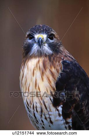 Picture - Portrait of red-tailed hawk. Fotosearch